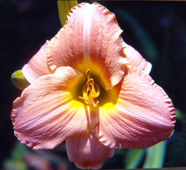 Rose Talisman