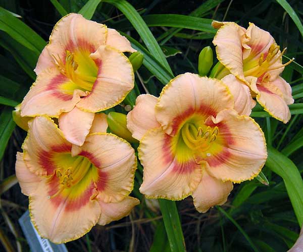 Roses With Peaches