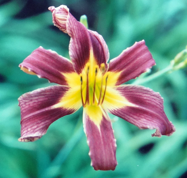 Royal Beauty