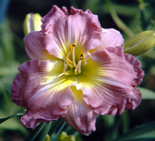 Royal Pink Twist