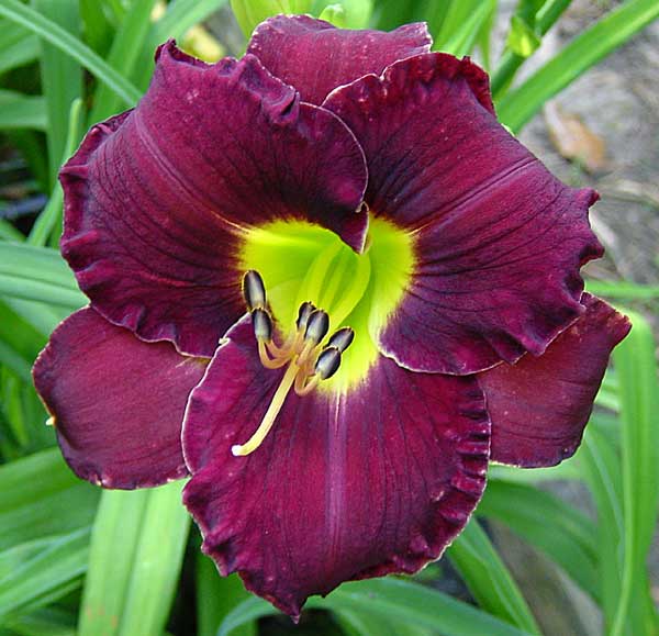 Daylily Picture