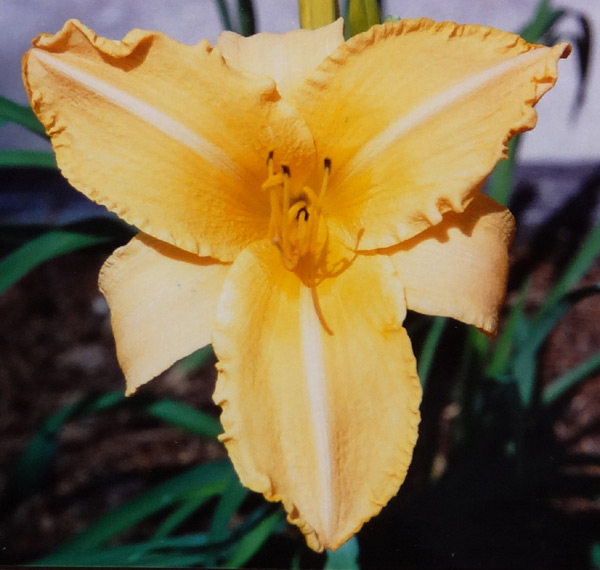 Ruffled Apricot