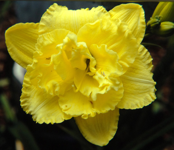 Ruffled Double Frills