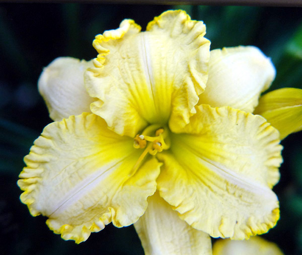 Ruffled Dude