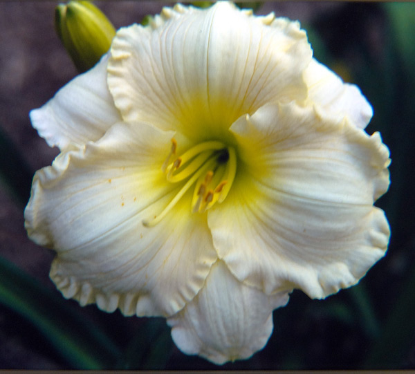 Ruffled Ivory