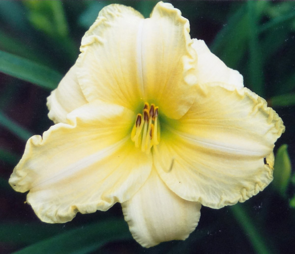 Ruffled Magic