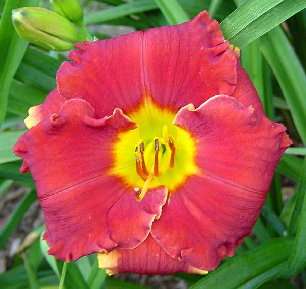 San Antonio Firecracker