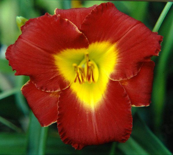 Scarlet Orbit
