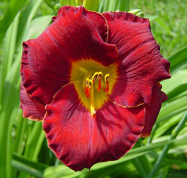 Seminole Ruby
