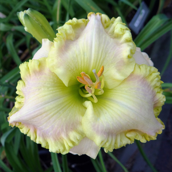 Shamrock Blush