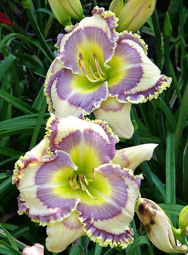Sharon Brown