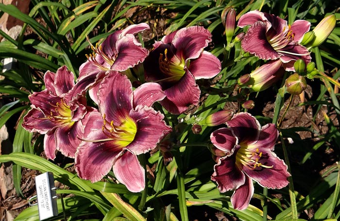 Sicilian Sweetheart