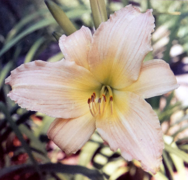 Solano Princess