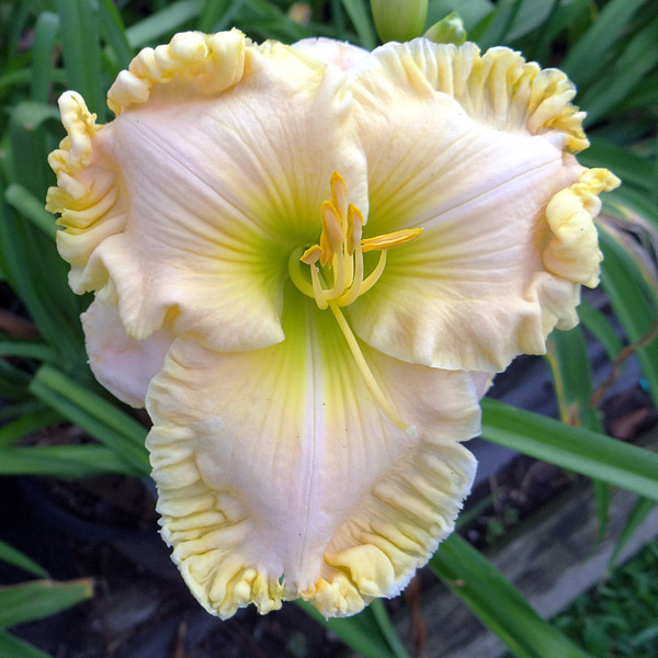 Sophisticated Ruffles