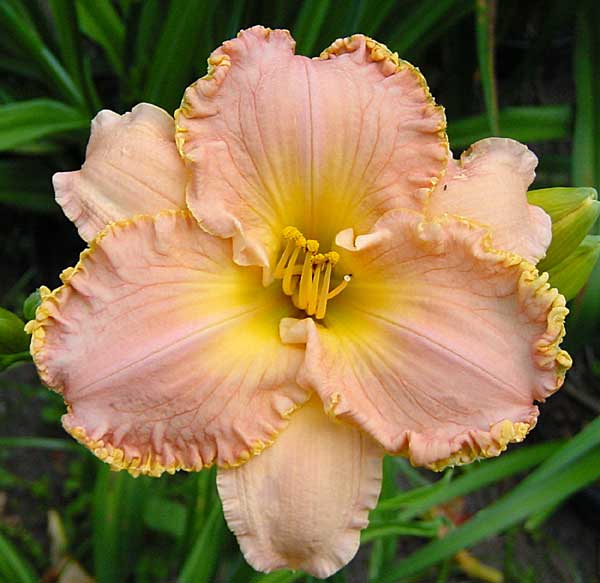 Southern Coral