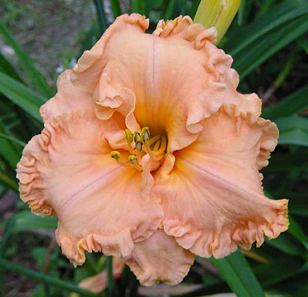 Spacecoast Cotton Candy