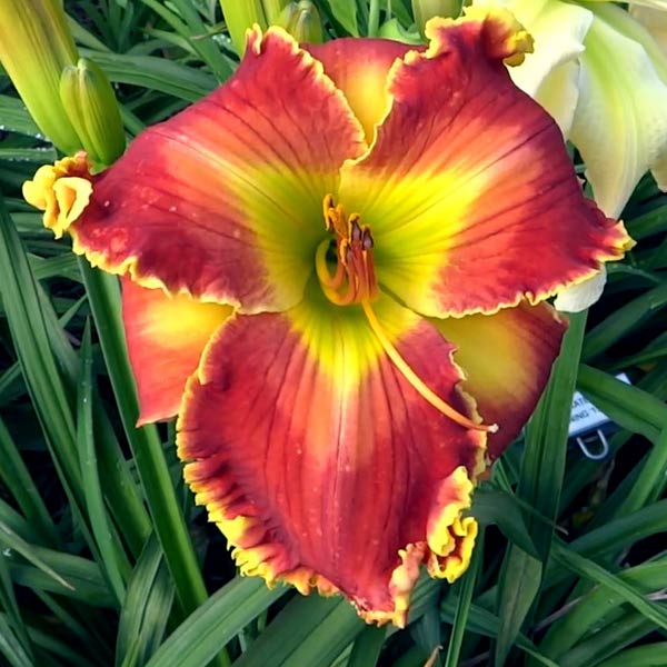Spacecoast Fire Dragon