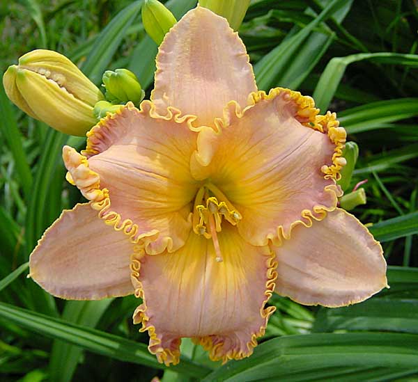 Spacecoast Starburst