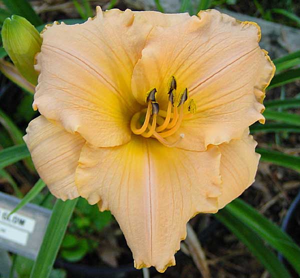 Daylily Picture