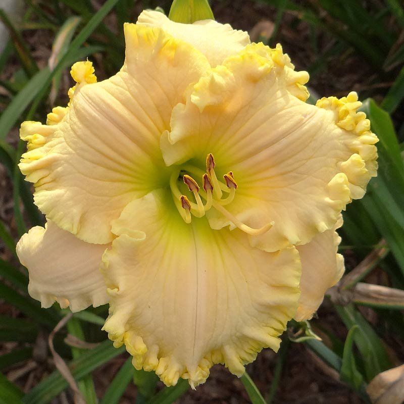 Spring Reverie