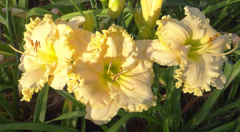 Spring Reverie