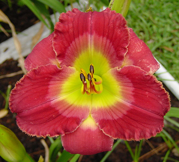 Spring sensation