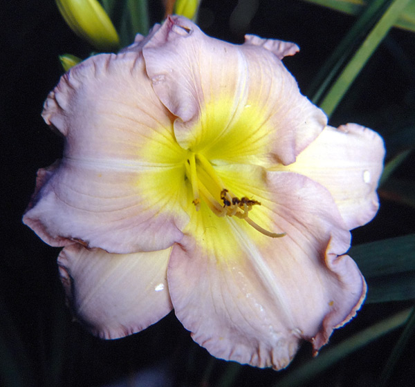 Springtime Treasure