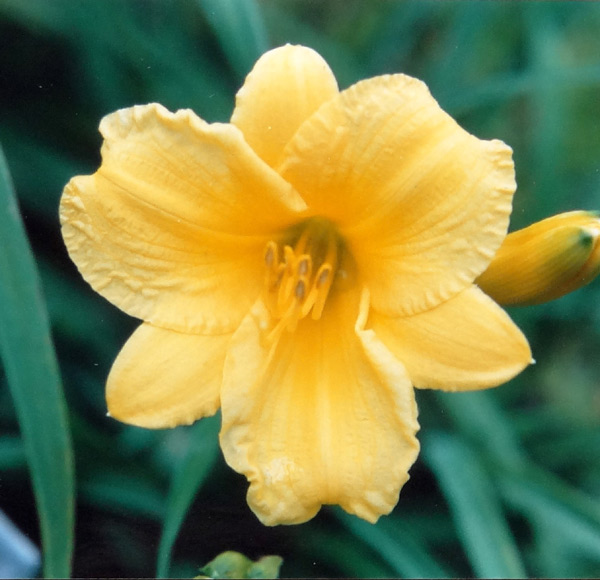 Stella De Oro