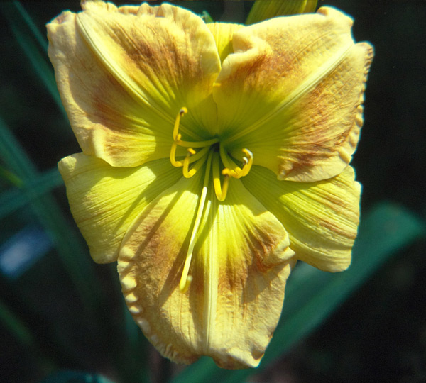 Step On It