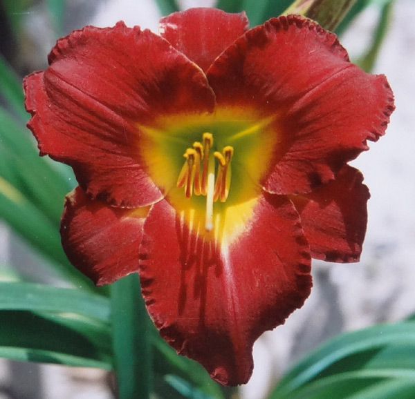 Study In Scarlet