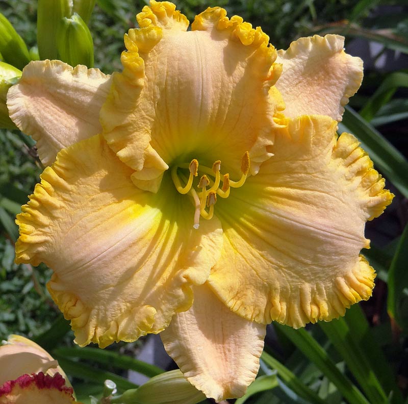 Summer Spirit