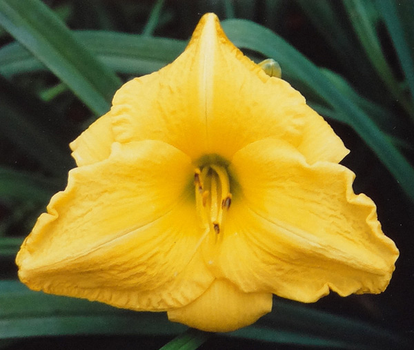 Sunshine Prize