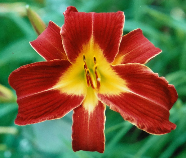 Texas Cardinal