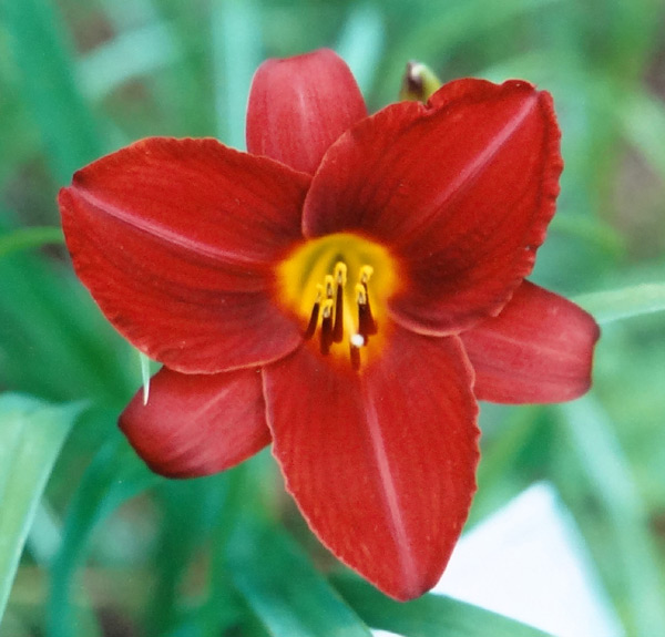 Texas Cherry
