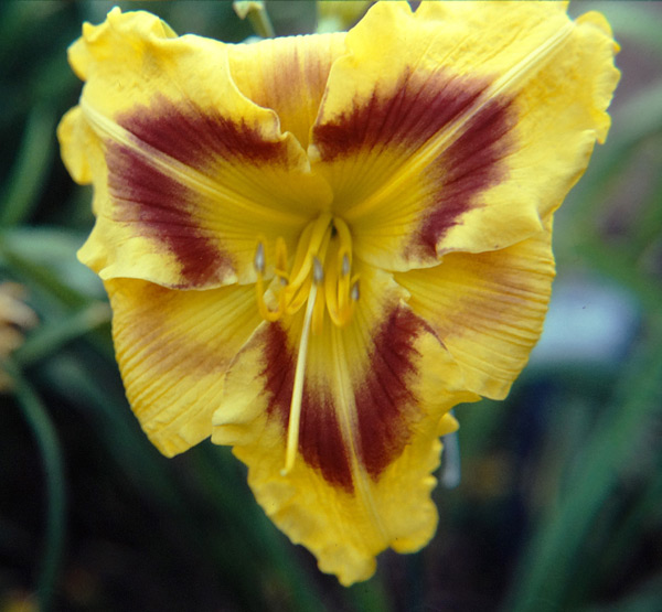Tiger's Eye