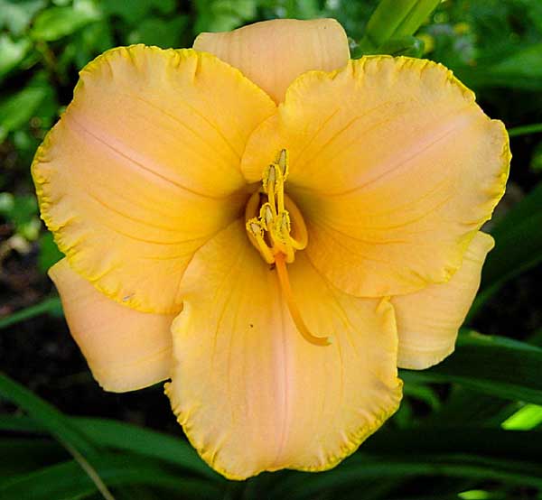 Tropical Tangerine