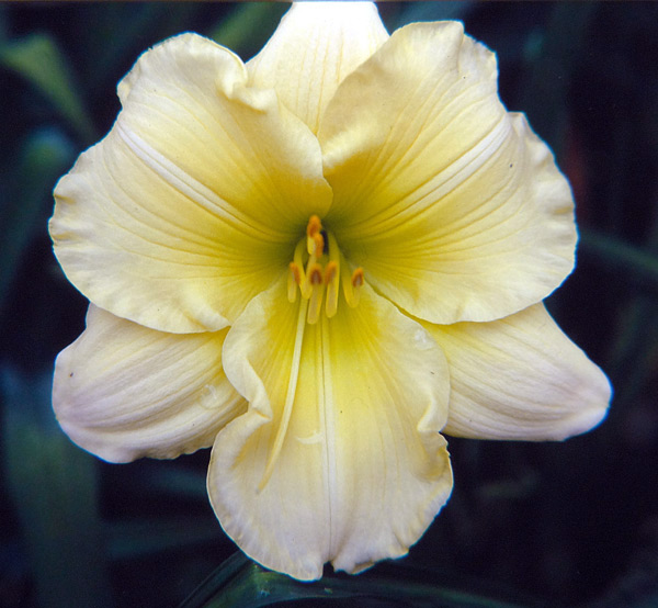 True Gertrude Demarest