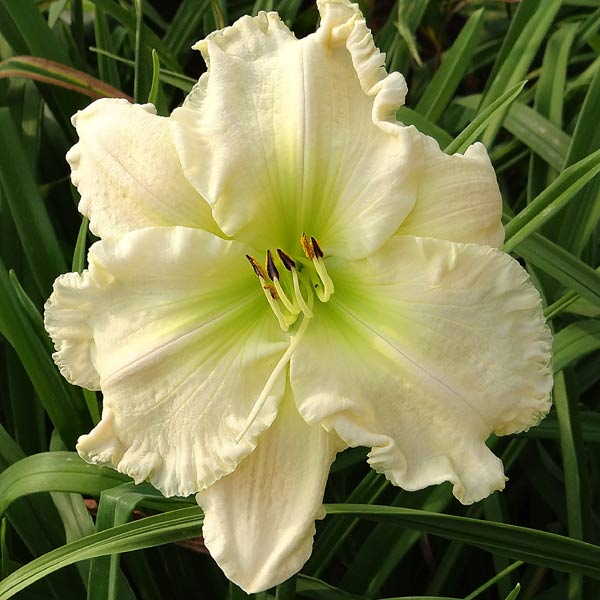 Tuscawilla Snowdrift
