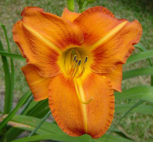 Tuscawilla Tigress