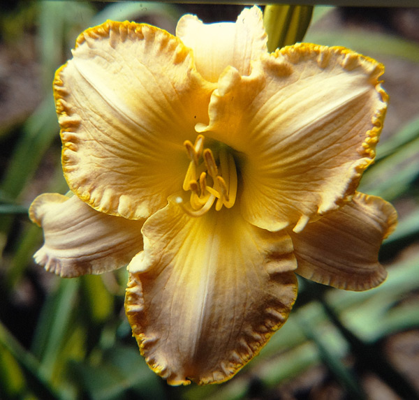 Untamed Glory