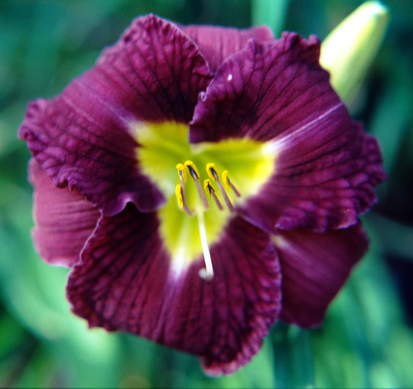 Velvet Curtsy