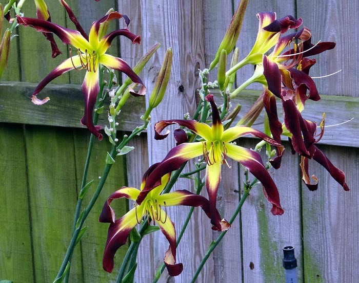 Velvet Ribbons