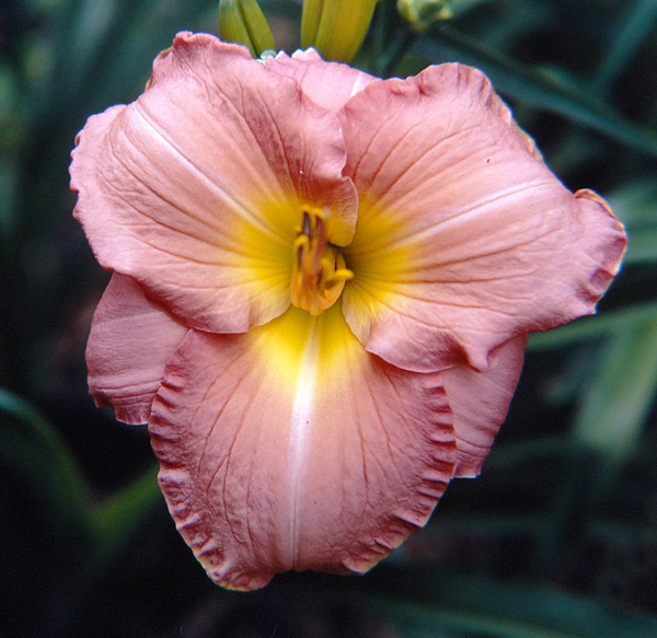 Velvet Rose