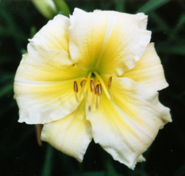 Viv