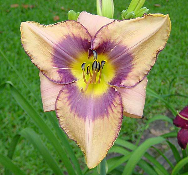 Daylily Picture