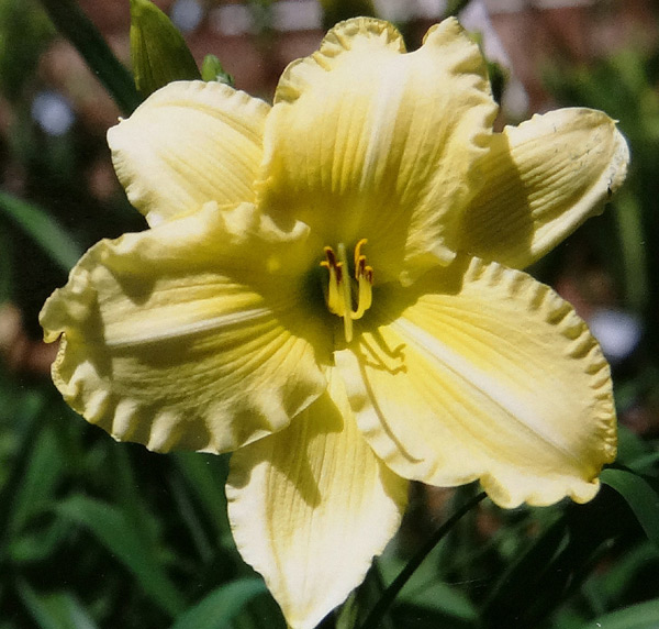Yellow Curlicue