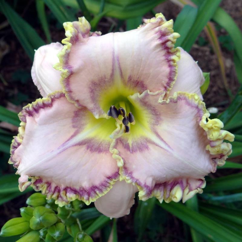 Zella Panchaud